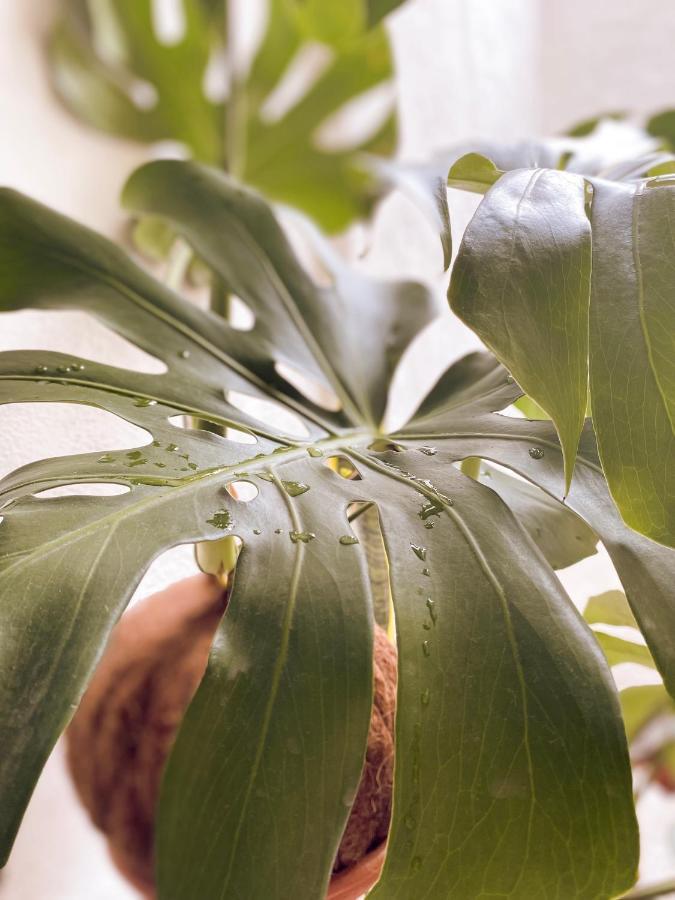 Subotanico Poblado, Medellin公寓 外观 照片